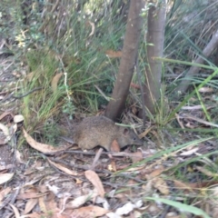 Isoodon obesulus (Southern Brown Bandicoot) at Paddys River, ACT - 26 Jan 2017 by jilds