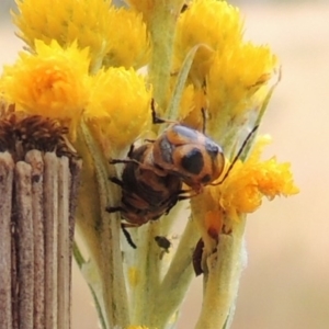 Aporocera (Aporocera) speciosa at Conder, ACT - 17 Nov 2014