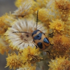Aporocera (Aporocera) speciosa (Leaf Beetle) at Urambi Hills - 24 Jan 2017 by michaelb