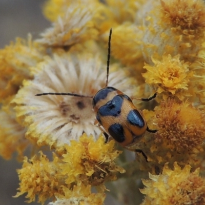 Aporocera (Aporocera) speciosa (Leaf Beetle) at Urambi Hills - 24 Jan 2017 by MichaelBedingfield