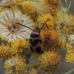 Aporocera (Aporocera) speciosa at Urambi Hills - 24 Jan 2017