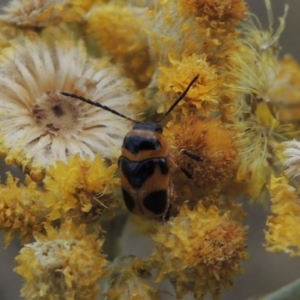 Aporocera (Aporocera) speciosa at Urambi Hills - 24 Jan 2017