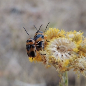 Aporocera (Aporocera) speciosa at Urambi Hills - 24 Jan 2017