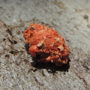 Mataeomera (genus) at Conder, ACT - 17 Dec 2016