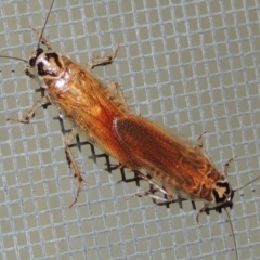 Robshelfordia circumducta (Shelford's Variable Cockroach) at Pollinator-friendly garden Conder - 17 Dec 2016 by michaelb