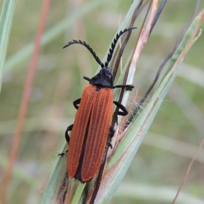 Porrostoma rhipidium (Long-nosed Lycid (Net-winged) beetle) at Pine Island to Point Hut - 19 Dec 2016 by michaelb