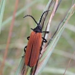 Porrostoma rhipidium (Long-nosed Lycid (Net-winged) beetle) at Greenway, ACT - 19 Dec 2016 by michaelb