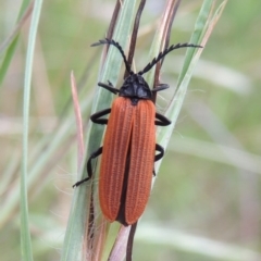 Porrostoma rhipidium at Greenway, ACT - 19 Dec 2016 06:50 PM