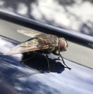 Rutilia (Donovanius) sp. (genus & subgenus) at Parkes, ACT - 27 Jan 2017 09:56 AM