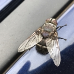 Rutilia (Donovanius) sp. (genus & subgenus) at Parkes, ACT - 27 Jan 2017