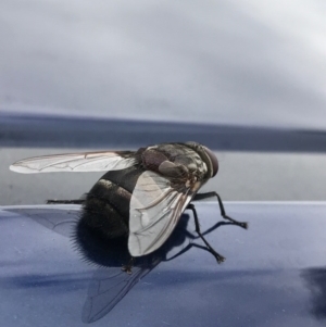 Rutilia (Donovanius) sp. (genus & subgenus) at Parkes, ACT - 27 Jan 2017