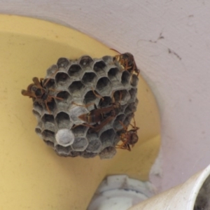 Polistes (Polistella) humilis at Ngunnawal, ACT - 14 Jan 2017 12:00 AM