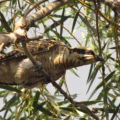 Eudynamys orientalis (Pacific Koel) at Ngunnawal, ACT - 26 Jan 2017 by GeoffRobertson