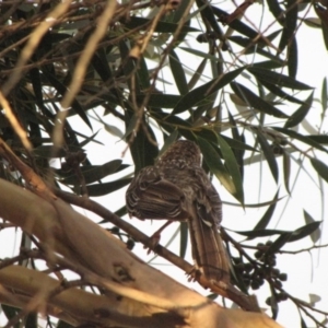 Eudynamys orientalis at Ngunnawal, ACT - 27 Jan 2017