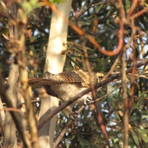 Eudynamys orientalis at Ngunnawal, ACT - 27 Jan 2017