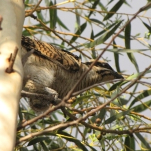 Eudynamys orientalis at Ngunnawal, ACT - 27 Jan 2017