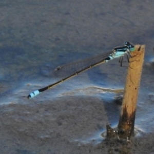 Ischnura heterosticta at Giralang, ACT - 27 Jan 2017