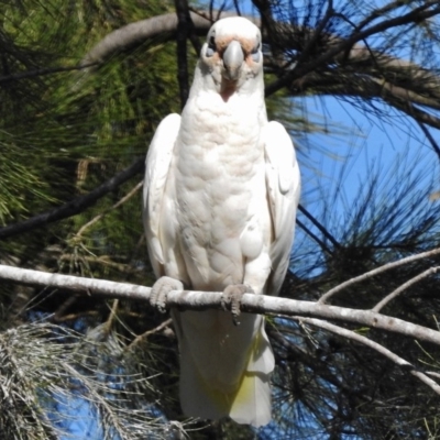 Cacatua sanguinea (Little Corella) at McKellar, ACT - 27 Jan 2017 by JohnBundock