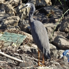 Egretta novaehollandiae (White-faced Heron) at Giralang, ACT - 27 Jan 2017 by JohnBundock