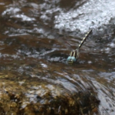 Notoaeschna sagittata (Southern Riffle Darner) at Gibraltar Pines - 13 Jan 2017 by HarveyPerkins