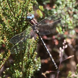 Notoaeschna sagittata at Cotter River, ACT - 17 Jan 2016