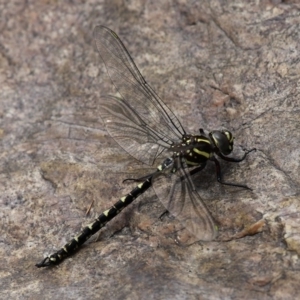 Notoaeschna sagittata at Tennent, ACT - 19 Dec 2015 01:52 PM