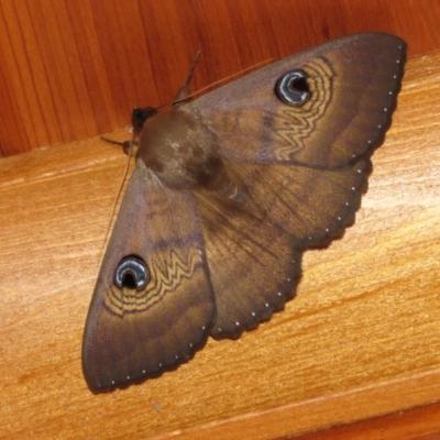 Dasypodia selenophora (Southern old lady moth) at Greenleigh, NSW - 28 Jan 2017 by CCPK