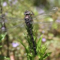 Austroaeschna parvistigma (Swamp Darner) at Tennent, ACT - 23 Jan 2016 by HarveyPerkins