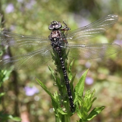 Austroaeschna parvistigma (Swamp Darner) at Namadgi National Park - 23 Jan 2016 by HarveyPerkins