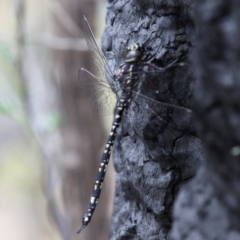 Austroaeschna parvistigma (Swamp Darner) at Tennent, ACT - 23 Jan 2016 by HarveyPerkins