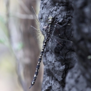 Austroaeschna parvistigma at Tennent, ACT - 23 Jan 2016