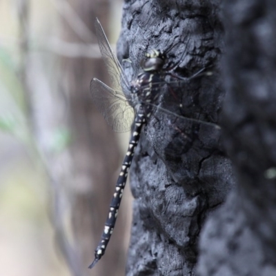 Austroaeschna parvistigma (Swamp Darner) at Tennent, ACT - 23 Jan 2016 by HarveyPerkins