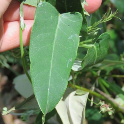 Araujia sericifera (Moth Plant) at Greenleigh, NSW - 15 Jan 2017 by CCPK