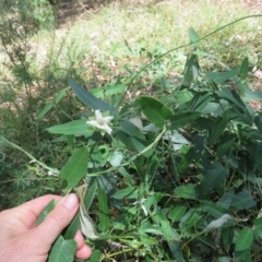 Araujia sericifera at Greenleigh, NSW - 15 Jan 2017 12:40 PM