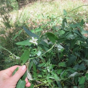 Araujia sericifera at Greenleigh, NSW - 15 Jan 2017 12:40 PM