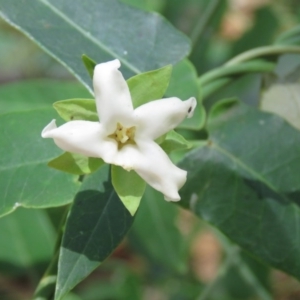 Araujia sericifera at Greenleigh, NSW - 15 Jan 2017 12:40 PM