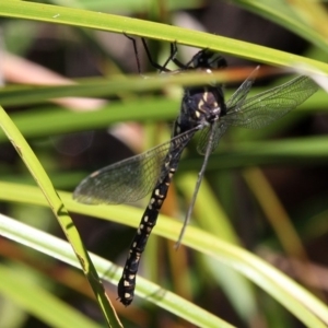 Austroaeschna parvistigma at Rendezvous Creek, ACT - 14 Feb 2016