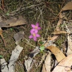 Centaurium sp. (Centaury) at QPRC LGA - 15 Jan 2017 by CCPK