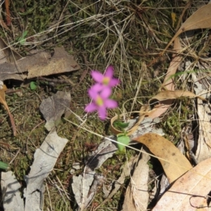 Centaurium sp. at Greenleigh, NSW - 15 Jan 2017 12:44 PM