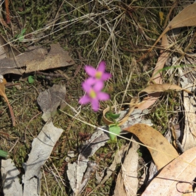 Centaurium sp. (Centaury) at Greenleigh, NSW - 15 Jan 2017 by CCPK