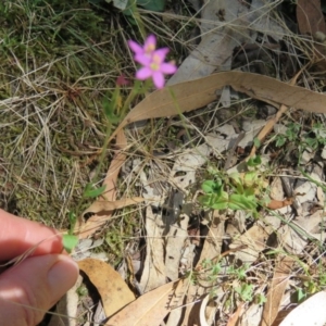 Centaurium sp. at Greenleigh, NSW - 15 Jan 2017 12:44 PM