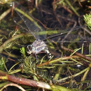 Austroaeschna parvistigma at Rendezvous Creek, ACT - 8 Mar 2016