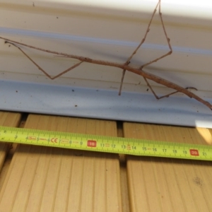 Phasmatodea (order) at Brogo, NSW - 7 Jan 2017 08:56 AM