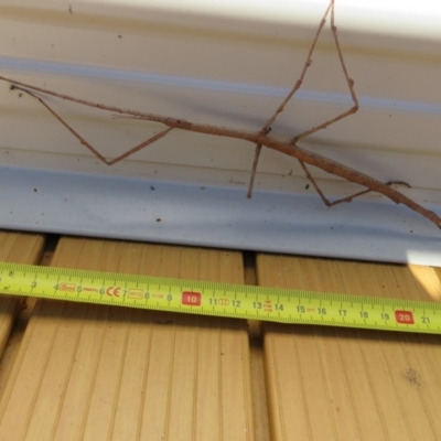Phasmatodea (order) (Unidentified stick insect) at Brogo, NSW - 6 Jan 2017 by CCPK