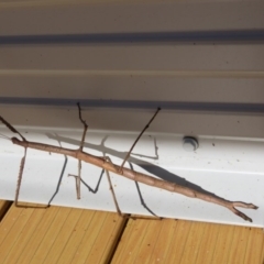 Phasmatodea (order) at Brogo, NSW - 7 Jan 2017 08:56 AM