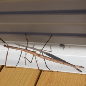 Phasmatodea (order) at Brogo, NSW - 7 Jan 2017 08:56 AM