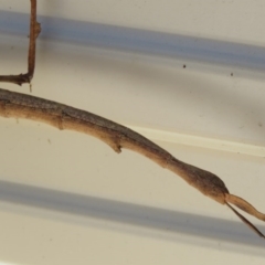 Phasmatodea (order) at Brogo, NSW - 7 Jan 2017 08:56 AM