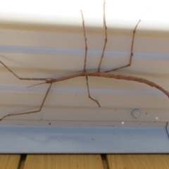 Phasmatodea (order) at Brogo, NSW - 7 Jan 2017 08:56 AM