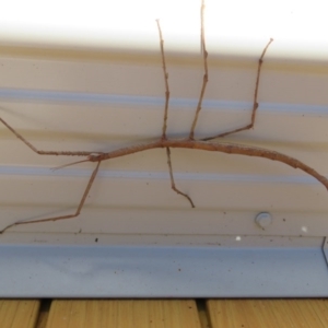 Phasmatodea (order) at Brogo, NSW - 7 Jan 2017 08:56 AM