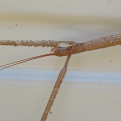 Phasmatodea (order) at Brogo, NSW - 7 Jan 2017